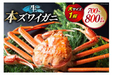 【期間限定発送】 【漁師厳選】生 本ズワイガニ 大サイズ1杯 (700g～800g前後) [聖徳丸 富山県 朝日町 34310514] 海鮮 魚介類 カニ ズワイガニ ずわい蟹 ズワイ蟹 ずわい ズワイ 活 活カニ 冷蔵 ご褒美