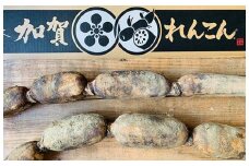 加賀れんこん　1kg以上2本入