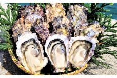 能登穴水の牡蠣（殻付き）　加熱用　5kg