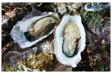 能登穴水の牡蠣（むき身）　加熱用　1.2kg
