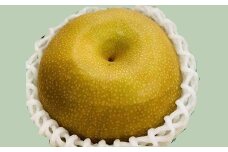 加賀しずく