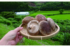 のとっこ椎茸（菌床）　20枚入