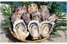 能登穴水の牡蠣（むき身）　加熱用　1.0kg