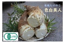 【先行予約】有機JAS認証  白子たけのこ 「色白美人」 4kg