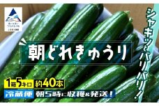 きゅうり 約5kg 約40本 朝獲れ 夏野菜 胡瓜 キュウリ 【JA小松市】石川県 小松市