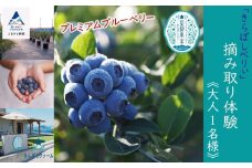  ブルーベリー摘み取り体験《大人1名様》