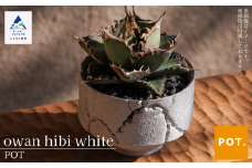 植木鉢 鉢 POT フラワーポット owan hibi　white
