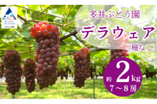  ぶどう デラウェア  2kg（7房～8房） 果物 ぶどう 葡萄 ぶどうふるさと納税 フルーツ 【多井ぶどう園】