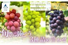 旬のぶどう3種詰め合わせ 2kg（シャインマスカット1房／高尾1房／安芸クイーン2房）