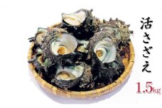 [№5984-0017]活さざえ 1.5kg