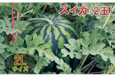 [№5984-0120]【在庫数限定】スイカ（2玉）1玉約7kg以上 果物類