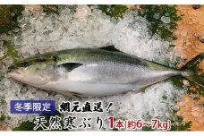 [№5984-0131]【納品日指定不可】網元直送！天然能登寒ぶり1本（約6～7kg） 魚介類 活〆