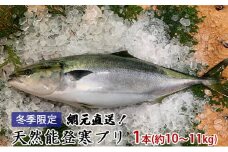 [№5984-0133]【納品日指定不可】網元直送！天然能登寒ブリ1本（約10～11kg） 魚介類 活〆 ぶり