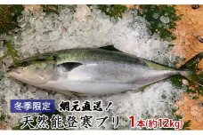 [№5984-0134]【納品日指定不可】網元直送！天然能登寒ブリ1本（約12kg） 魚介類 活〆 ぶり