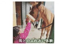 [№5984-0266]馬とのふれあい体験