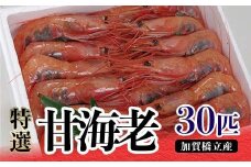 【特選】甘海老(30匹)加賀橋立産 F6P-0703 クラウドファンディング 実施中 GCF