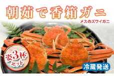 【先行予約】【冷蔵発送】 朝茹で香箱ガニ メスのズワイガニ 姿3杯セット 2025年11月上旬以降発送 朝茹で カニ かに 蟹 姿 香箱蟹 香箱がに こうばこがに 茹で ボイル 先行予約 予約 冷蔵発送 ギフト グルメ 海の幸 海産物 食品 F6P-2176 クラウドファンディング 実施中 GCF