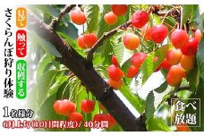 さくらんぼ狩り体験 食べ放題 1名様分 さくらんぼ狩り フルーツ狩り くだもの狩り もぎたて さくらんぼ サクランボ フルーツ 果物 くだもの 体験 復興 震災 コロナ 能登半島地震復興支援 北陸新幹線 F6P-1808 クラウドファンディング 実施中 GCF