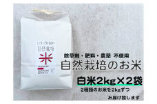 自然栽培米（白米2kg×2種）旭・初霜・コシヒカリのうちいずれか2種 お米 ごはん 農薬不使用 F6P-1938 クラウドファンディング 実施中 GCF