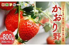 【先行予約】いちご かおり野 生食用 石川県加賀市産 800g（200g×4パック）2025年2月～4月下旬までに発送 いちご イチゴ 苺 かおり野 フルーツ 果物 くだもの 生果実 F6P-1995 クラウドファンディング 実施中 GCF