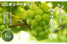 【先行予約】シャインマスカット1kg 石川県加賀市産（2025年9月上旬以降順次発送） ぶどう ブドウ マスカット フルーツ 果物 くだもの お弁当 朝食 デザート フルーツサンド スイーツ 生果実  F6P-2003 クラウドファンディング 実施中 GCF