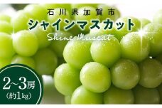 シャインマスカット約1kg 石川県加賀市産（ご家庭用） シャインマスカット マスカット ぶどう ブドウ 葡萄 デザート フルーツ 果物 くだもの 果実 食品 F6P-2629