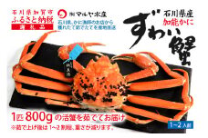 【11月10日～12月15日発送】【先行予約】【冷蔵発送】石川県産 加能かに ズワイガニ ( 産地証明タグ付 ) 茹で上げ前重量 約800g 1匹 特大サイズ F6P-2753 クラウドファンディング 実施中 GCF