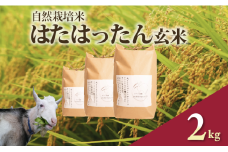 先行予約 新米 はたはったん 玄米 2kg 自然栽培米 令和7年産 選べる 容量 数量限定 銘柄米 あっさり 甘み おすすめ 先行 予約 米 こめ おこめ ライス 5kg 自然栽培 石川県産 羽咋産 能登産 石川 羽咋 能登 のと メへヘ農園