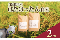 先行予約 新米 はたはったん 白米 2kg 自然栽培米 令和7年産 選べる 容量 数量限定 銘柄米 あっさり 甘み おすすめ 先行 予約 米 こめ おこめ ライス 5kg 自然栽培 石川県産 羽咋産 能登産 石川 羽咋 能登 のと メへヘ農園