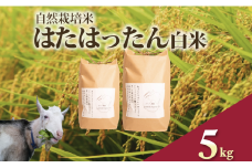 先行予約 新米 はたはったん 白米 5kg 自然栽培米 令和7年産 選べる 容量 数量限定 銘柄米 あっさり 甘み おすすめ 先行 予約 米 こめ おこめ ライス 5kg 自然栽培 石川県産 羽咋産 能登産 石川 羽咋 能登 のと メへヘ農園