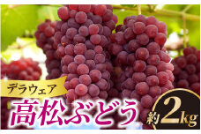 ＜2025年収穫分 先行予約＞ 高松ぶどう デラウェア 約2kg入り（およそ9～10房） 1箱 ｜ デラウエア デラウェア ぶどう ブドウ 葡萄 フルーツ 果物 果実 くだもの 人気 種なし 種無し グレープ 石川産 石川県産 かほく市産 夏