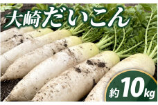 【先行予約】【2025年収穫分】大崎だいこん １箱 10kg