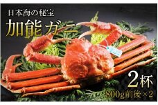 【先行予約】加能ガニ 800g前後 × 2杯 計 1.6kg【2026年1月中旬より順次発送】|  加能がに ズワイガニ かに カニ 蟹 ボイル 姿 ずわいがに 冷蔵 800グラム 1.6キロ 魚介類 魚介 海鮮 国産 雄 オス  