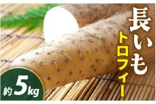 【先行予約】【2025年収穫分】長いも（トロフィー）１箱 5kg