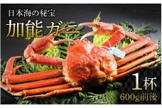 【先行予約】加能ガニ 1杯（600ｇ前後）【2026年1月中旬より順次発送】| 加能がに ズワイガニ かに カニ 蟹 ボイル 姿 ずわいがに 冷蔵 600グラム 魚介類 魚介 海鮮 国産 雄 オス