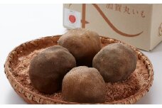 [№5784-0146]根上特産「加賀丸いも」
