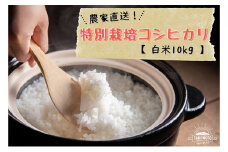 [№5784-0429]特別栽培コシヒカリ　白米10kg（5kg×2）