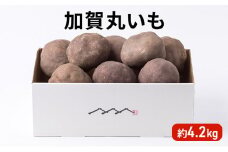[№5784-0522]令和7年度産 加賀丸いも 4.2kg 