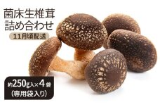 [№5528-0086]菌床生椎茸詰め合わせ しいたけ 生しいたけ きのこ 川北町
