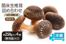 [№5528-0087]訳あり【4月頃配送】菌床生椎茸詰め合わせ しいたけ 生しいたけ きのこ 冷蔵 川北町