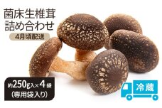 [№5528-0085]【4月頃配送】菌床生椎茸詰め合わせ しいたけ 生しいたけ きのこ 冷蔵 川北町