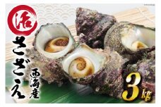 【能登半島 漁協直送！】活 サザエ 計3kg前後 [JF西海 石川県 志賀町 AM4236] さざえ サザエ 期間限定 魚介 海鮮 浜焼き つぼ焼き バーベキュー