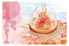 さくら貝華やぎクリスタルドーム [桜貝小貝くらふと 石川県 志賀町 AH4119] クリスタルドーム 雑貨 置き物 さくら貝 桜貝 かわいい ハンドメイド