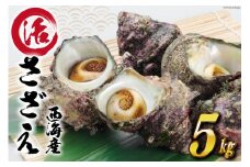 【能登半島 漁協直送！】活 サザエ 計 5kg 前後[JF西海 石川県 志賀町 AM4235] さざえ サザエ  魚介 海鮮 浜焼き つぼ焼き バーベキュー