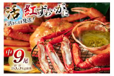 【能登半島 漁協直送 3月以降発送】 活 紅ズワイガニ 9尾(中サイズ) 計 5.5kg 前後  [JF西海 石川県 志賀町 AM4219] 蟹 カニ かに ずわいがに ズワイガニ