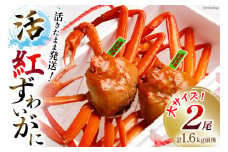 【能登半島 漁協直送 3月以降発送】 活 紅ずわいがに 2尾（大サイズ）（計1.6kg前後） [JF西海 石川県 志賀町 AM4220] 蟹 カニ かに ずわいがに