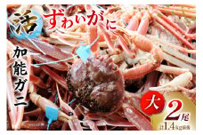 【能登半島 漁協直送！】活 加能ガニ 2尾 (大サイズ) 計 1.4kg 前後[JF西海 石川県 志賀町 AM4226] 蟹 カニ かに 本ズワイ 