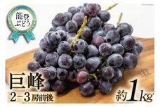 【期間限定発送】【能登ぶどう】巨峰 約1kg （2～3房前後） [スギヨファーム 石川県 志賀町 AS4114] 果物 くだもの フルーツ 能登ぶどう 巨峰 約 1キロ