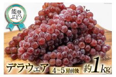 【期間限定発送】【能登ぶどう】デラウェア　約1kg (4～5房前後） [スギヨファーム 石川県 志賀町 AS4113] 果物 くだもの フルーツ ぶどう 能登ぶどう 約 1キロ