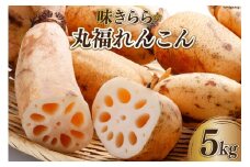 味きらら☆丸福れんこん（5kg） [有限会社 福田農園 石川県 志賀町 CE1007] 野菜 根菜 レンコン 産地直送 冬野菜 シャキシャキ